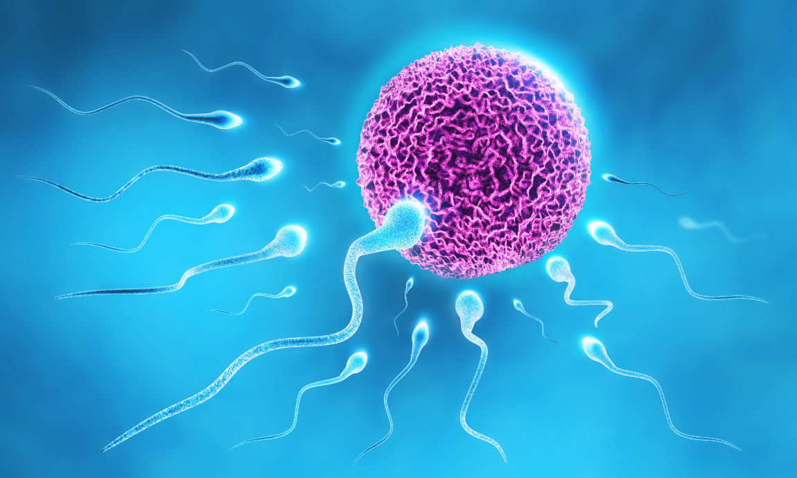 Human IVF and ART 