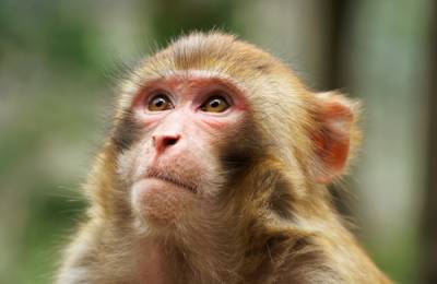 World’s First Chimeric Monkey Born Using Embryonic Stem Cells