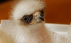 Scottish Eagle born from frozen sperm