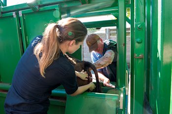 Jennifer and Greg Farrand doing an embryo transfer