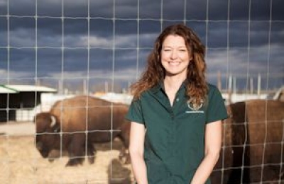 Incubating …. Bison?!