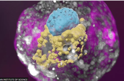 Scientists Grow Whole Model of Human Embryo