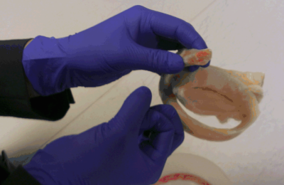 Tendon decellularisation by freeze thawing