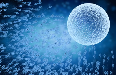 Mechanism Egg Uses to Block Penetration by Second Sperm Discovered