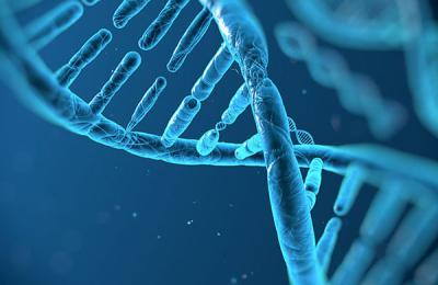 Gene Therapy Stops, and May Reverse, Muscular Dystophy in Mice