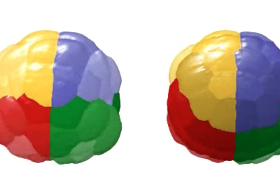 “Virtual embryo” gives scientists insights into how many different cells types originate from a single-celled fertilised egg